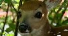 Woman charged with beating fawn to death