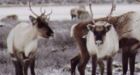 Caribou numbers show dramatic drop