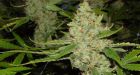 Black's sued for handing pot pics to cops