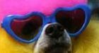 Fur starts to fly as Pet Airways takes to the skies