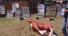 Stampede tackles steer-wrestling debate