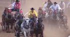 4th animal dies at Stampede
