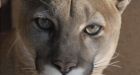 3 cougars shot in B.C. Interior town