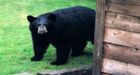 Port Coquitlam, B.C., homeowners must bear-proof garbage