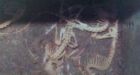 Eatery fined for mice skeletons