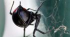 Black widow spiders in Ont. not cause for alarm
