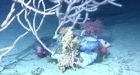 Understanding Canada's three oceans