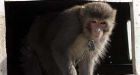 Soldiers pull out the stops for monkey mascot
