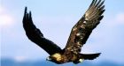 Eagles filmed hunting reindeer