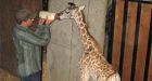 Newborn giraffe fed by staff at Vancouver zoo