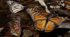 Mexico struggles to save monarchs from beetle infestation
