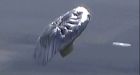 Air officials probe balloon flight