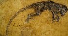 'Ida' was distant kin, not ancestor: scientists