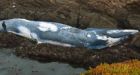 70-foot whale washes ashore in California