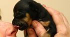 Dogs use up more energy resources than a car, authors claim