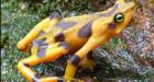 Secrets of frog killer laid bare