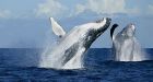 Epic humpback whale battle filmed