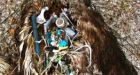 Pacific sea birds dine on trash: researchers