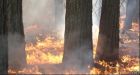 Climate change will burn Yosemite