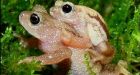 Species' extinction threat grows
