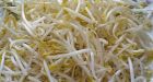 Eating raw sprouts risky for some
