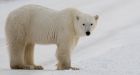 Polar bear greets Olympic torch