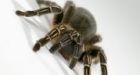 Spider 'smuggler' arrested in Rio