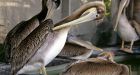 U.S. says brown pelicans to come off endangered list