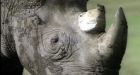 'Global surge' in rhino poaching