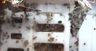 First butterflies in space emerge