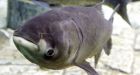 Giant Asian carp may reach Great Lakes, groups warn