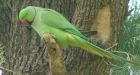 Iron Curtain kept out alien birds