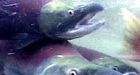 Sockeye decline linked to climate change