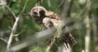 Scientists to test killing one owl to help another