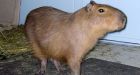 Calgary Zoo says human error led to death of capybara