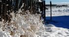 Alberta shivers amid record lows