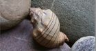 Climate change in Arctic could bring Pacific mollusks, other species to Atlantic