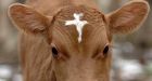 Holy cow! Divine bovine has cross on head