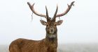 Deer plague B.C. Kootenay town