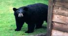 Non-hibernating bears spotted in North Vancouver