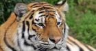Rare Siberian tigers die during 20-hr trip