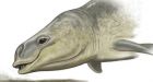 Ancient whale sucked mud for food