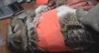 Calgary train operator rescues injured owl