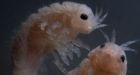 Ocean 'termites' could be key to biofuels