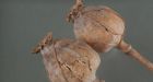 Opium poppy secrets unlocked