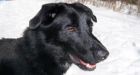 Dogs genetically linked to Middle Eastern wolf