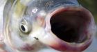 Asian carp may be in Lake Michigan