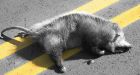 Alcohol blamed for attempted roadkill resuscitation
