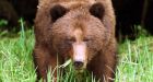 Too many grizzlies killed in B.C. trophy hunt: report