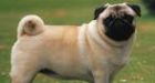 B.C. pug's pudginess thwarts wolf